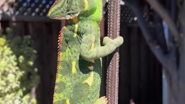 You've never seen a lizard climb a rope