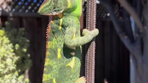 You've never seen a lizard climb a rope