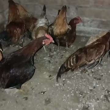 #ragni #ragnistatus #haryanvidance #ragnilover#rooster #hens #aseel