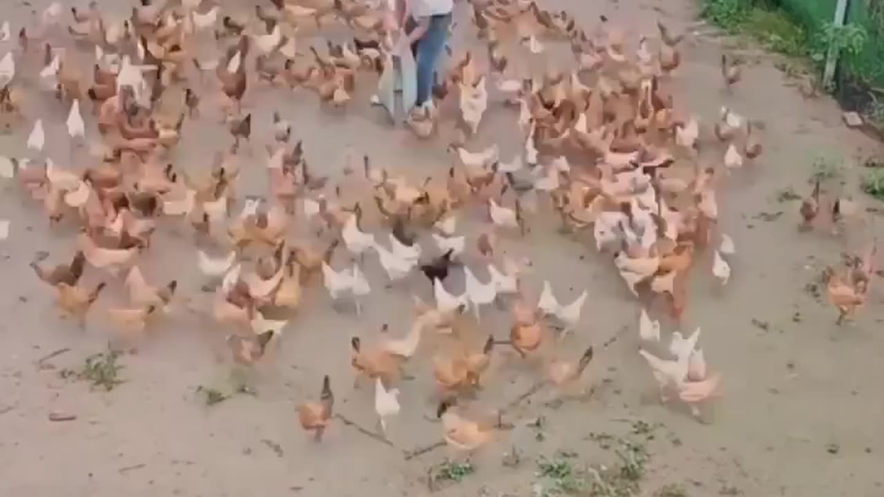 wow Chicken Heart..... looks amazing