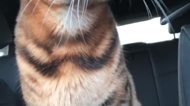 Cat falling asleep on a car ride