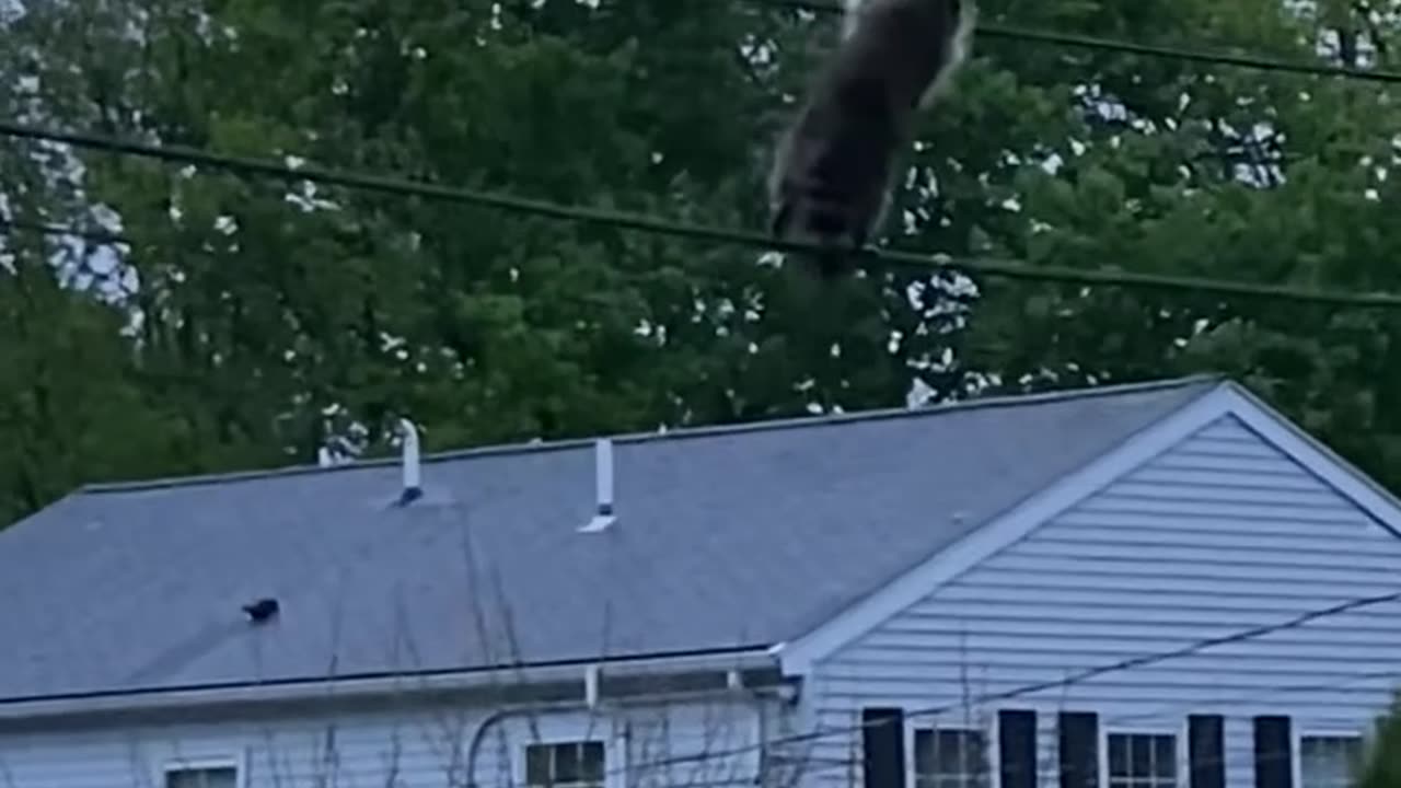 Raccoon Plays on Power Line