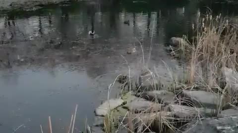 A family of ducks in a park