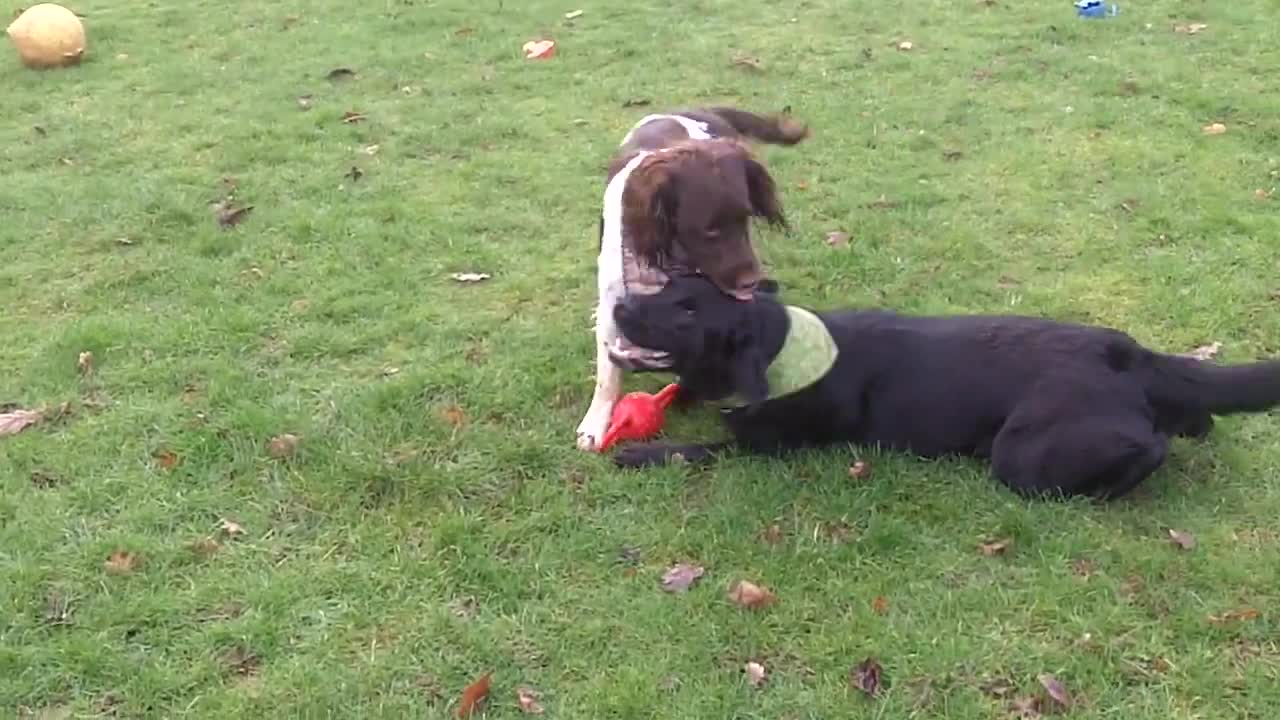 Josie Labrador & Flynn Springer missing Buddy Bubbles.