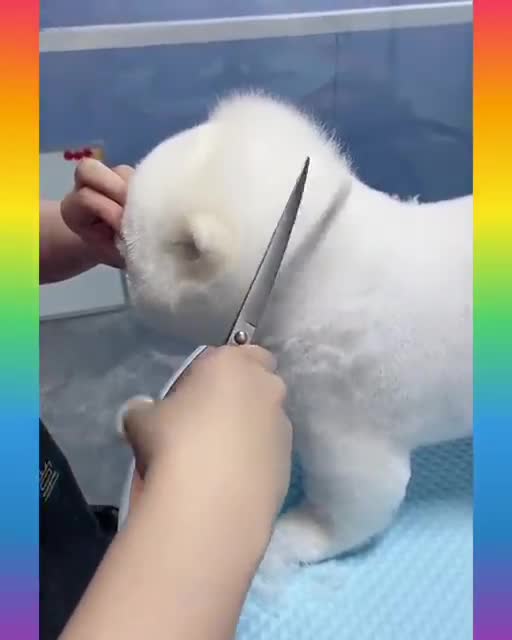 31_Cute and Funny Dog Videos Compilation_#short