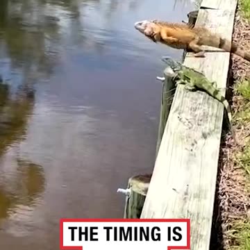 Synchronised Diving Lizard