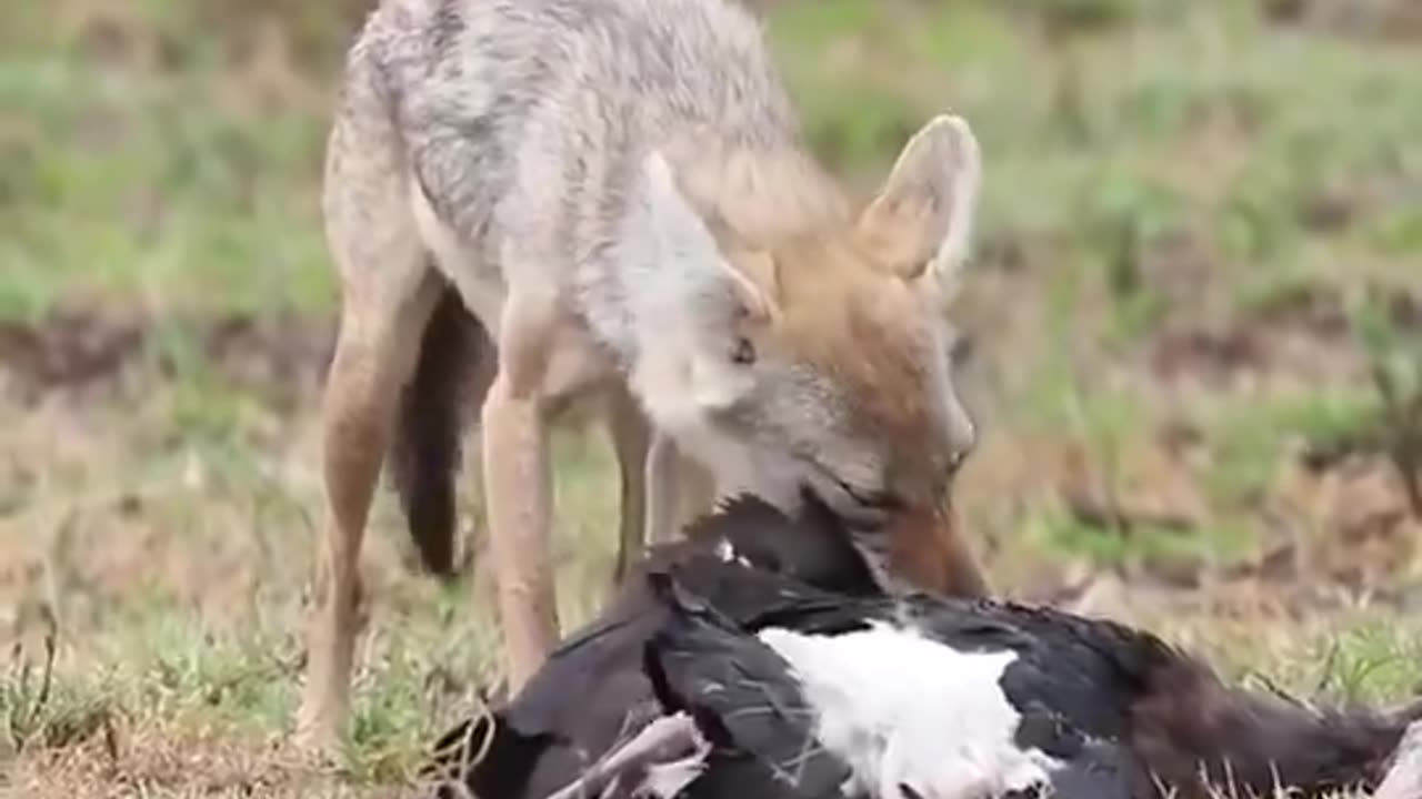 Jackal's Catch: Nature’s Fierce Feast Unfolds! 🦊🦅