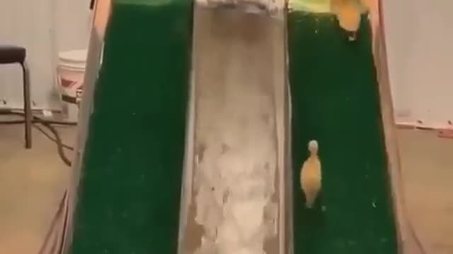 Why you should have a duck