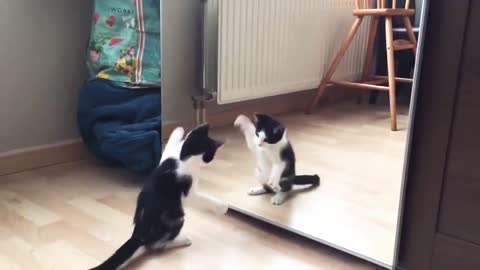 Funny Cat And mirror Video|Funny video|What's App Videos|30 Seconds Status Video|