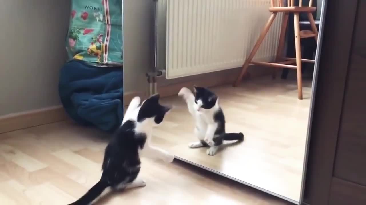 Funny Cat And mirror Video|Funny video|What's App Videos|30 Seconds Status Video|