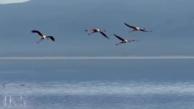 Wild Birds Video