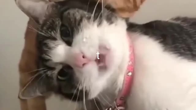 Cat amazing movements funny videos