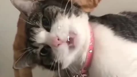 Cat amazing movements funny videos