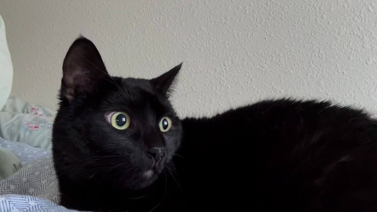 Cute Precious Piper is the Face of Contentment - Adopting a Cat from a Shelter Vlog