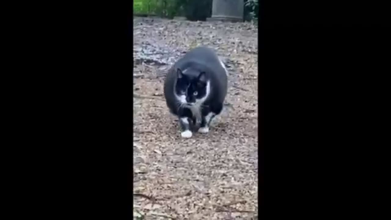 Funniest Cats Videos Hilarious Animal Compilation