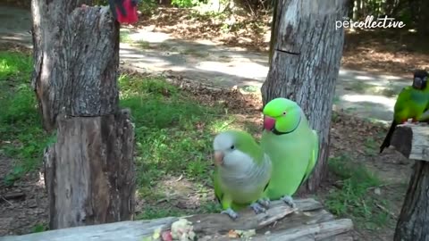 Funny bird