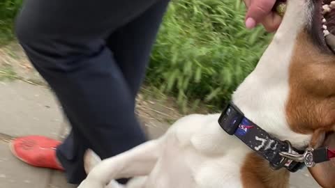 Dedicated Doggy Really Sticks with It