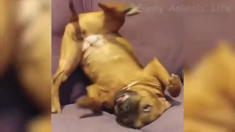 The funniest dog you will see today