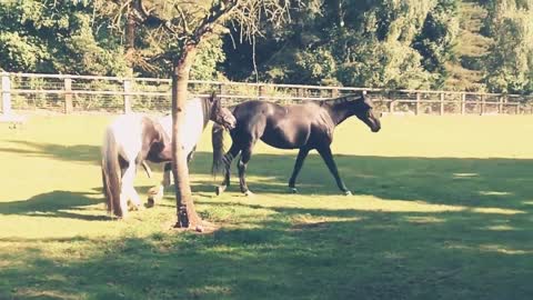Beautiful Horse Meeting First Time Must watch ...