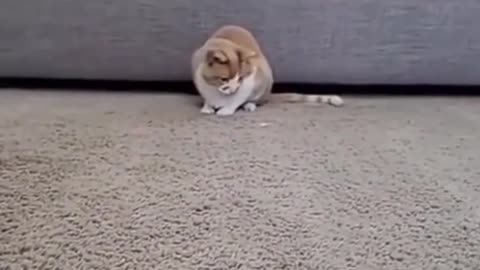 Funny Cat Video