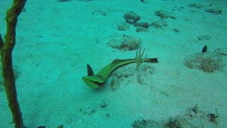 Scuba diver stumbles upon very odd ocean creature