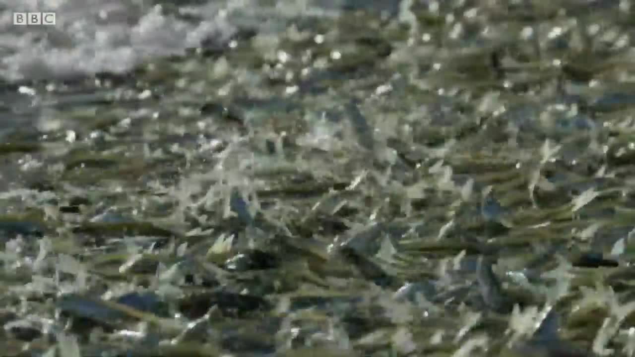 Aquatic Animals Take To Land | BBC Earth