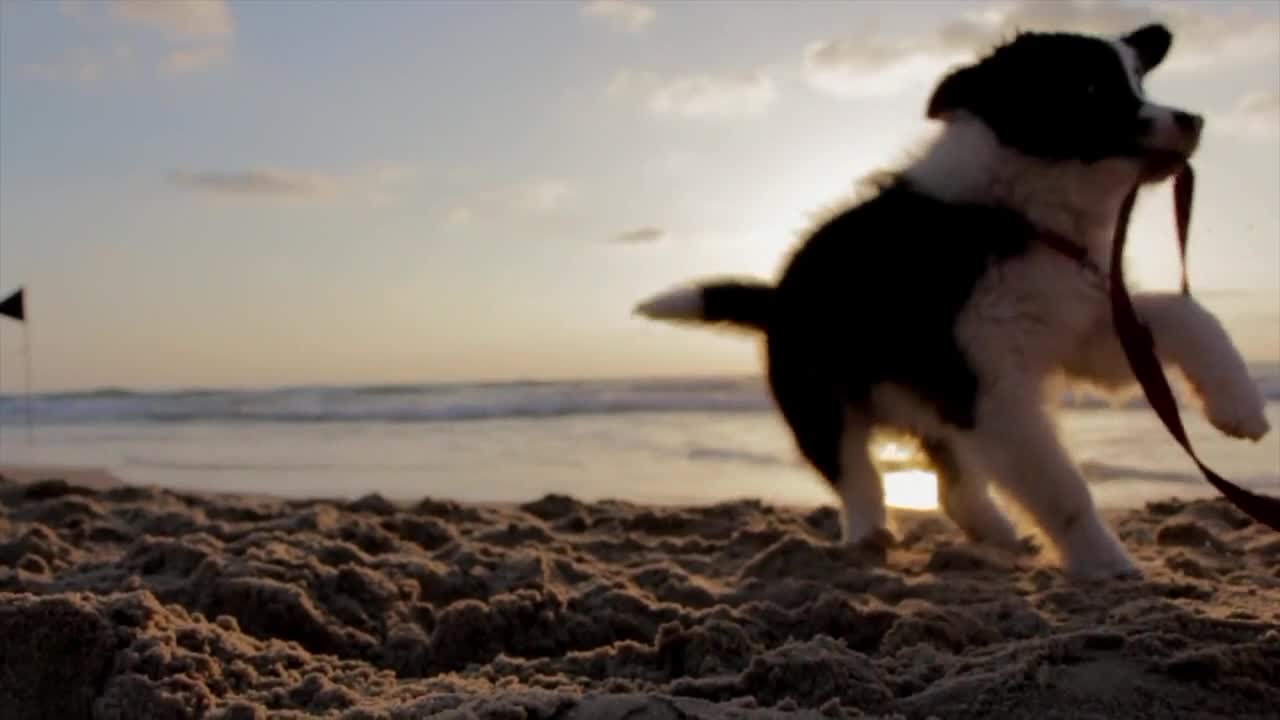 These cute dogs are playing on the ground and beach side