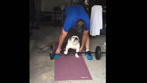 Bulldog Pumping Iron!