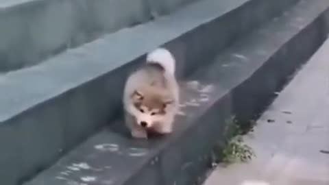 Cute Puppies Doing Funny Things 😍 Fun with pets -Lindos cachorros haciendo cosas divertidas