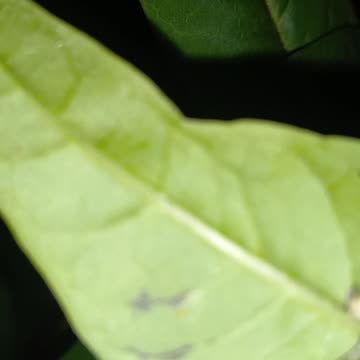 MONARCH CATERPILLARS REARING