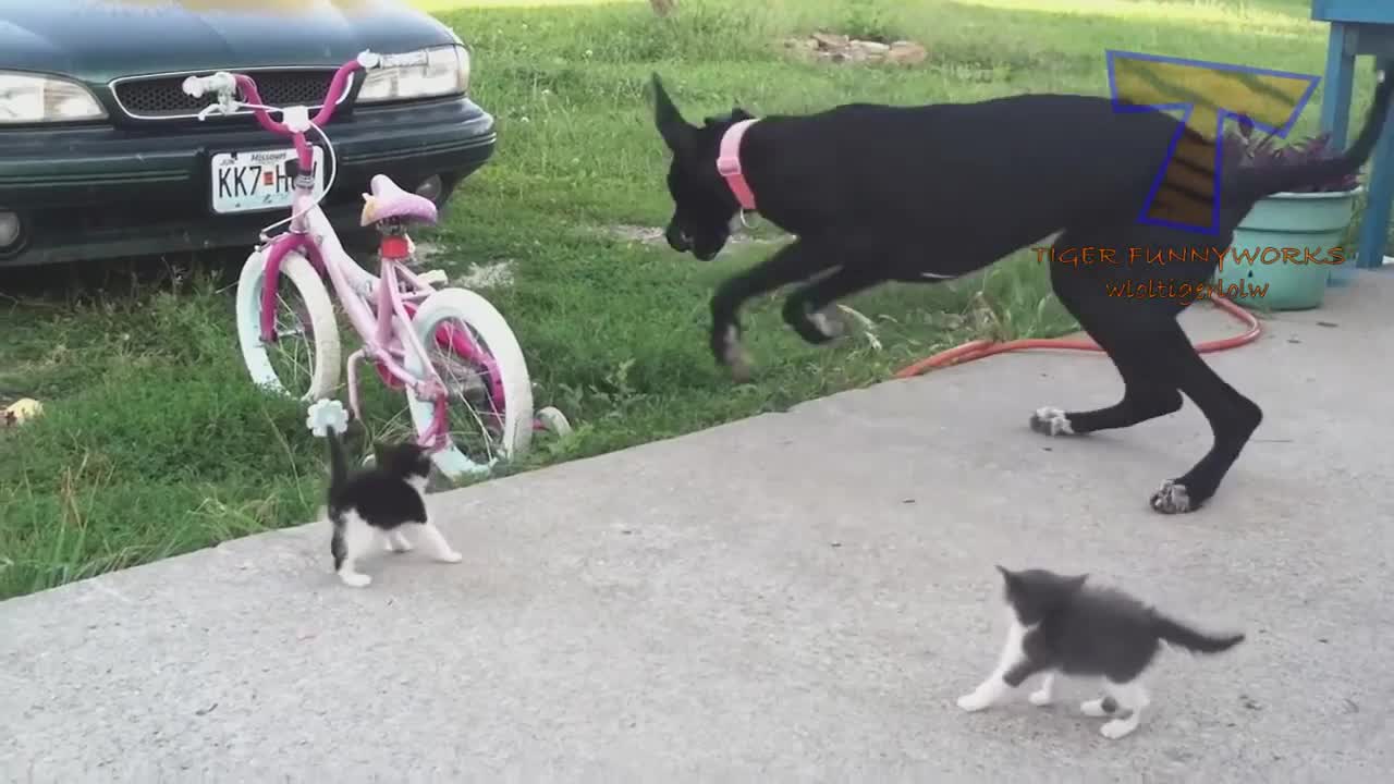 Funny cat compilation
