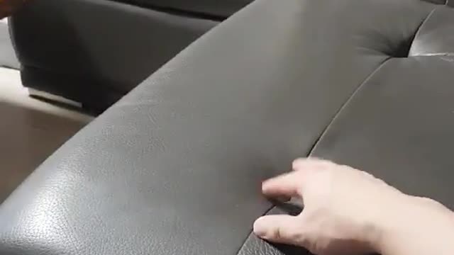 It's fun to play with dogs