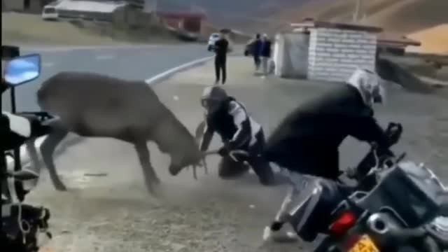 A fight between a wild deer and a rider🤯 | scary😱 and funny video😂 | Divyang21#4