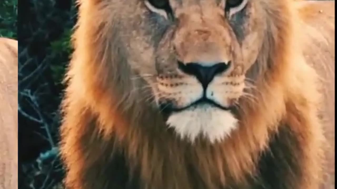 LION - KING OF JUNGLE