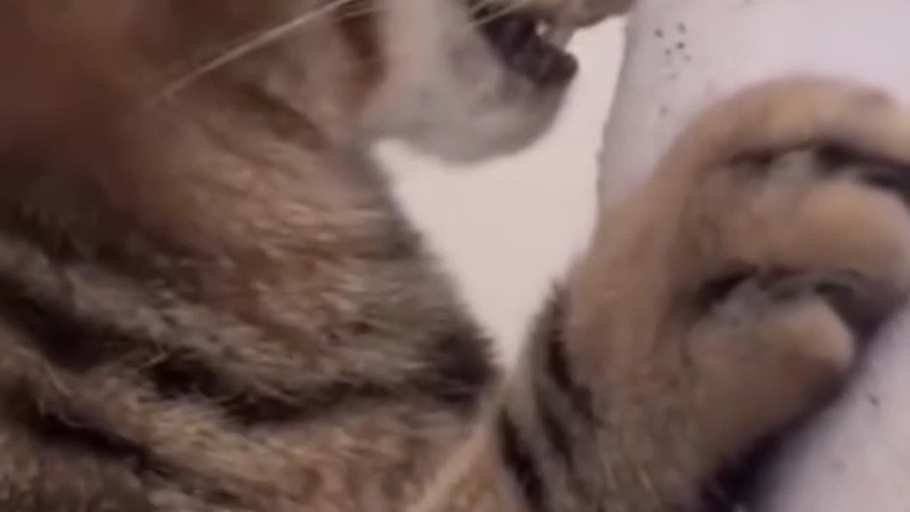 Funny and Cute Cats Videos #232