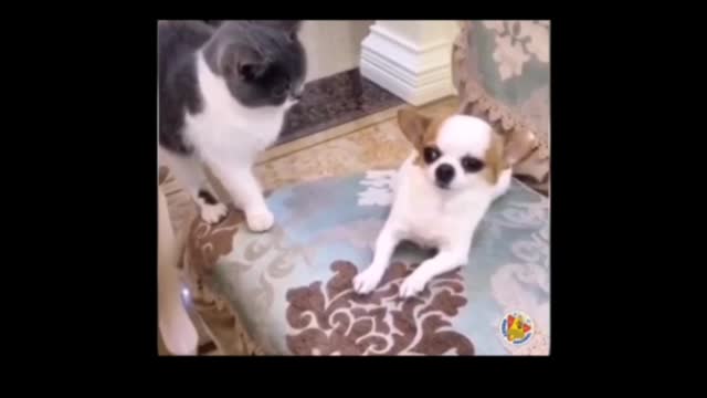 Short dog and cat video