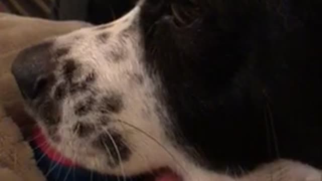 Black and white dog licks tongue weirdly