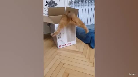 FUNNY CATS make you will remember and LAUGH all day! 😂