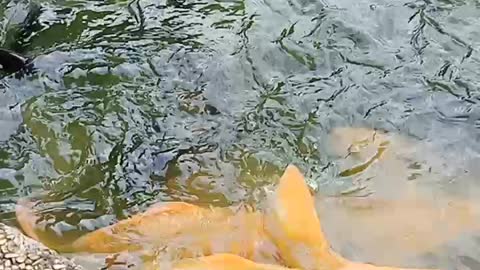OMG! GIVE EAT FOR FISH HUNGRY