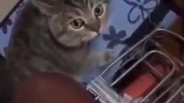 Baby Cats - Cute and Funny Cat Videos Compilation #44 || Exlamation Animals