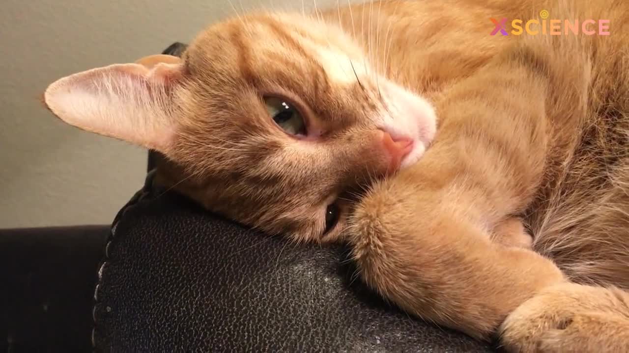 Hilarious Cat Viral Videos | Ultimate Cat Compilation 2020