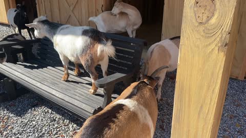 Goats on the chair swing B 10.2020