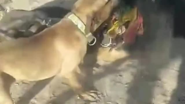 Are these dogs fighting? It's cruel to watch