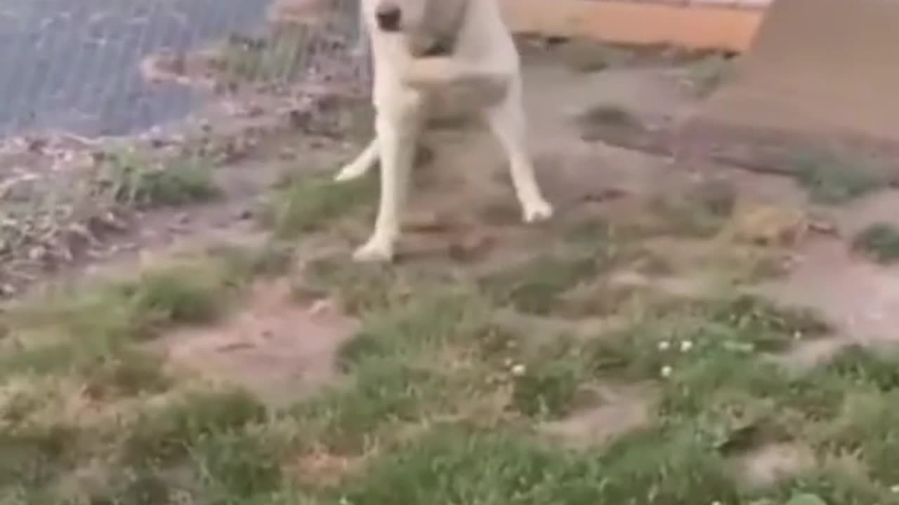 Funny Animals