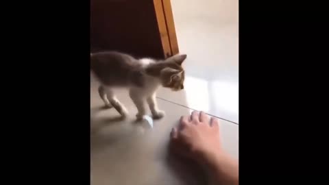 Funny cat likes to lie on the back of the hand