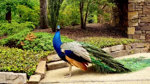 Peacocks♥️