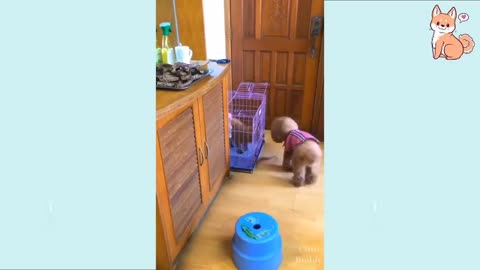 Cute Puppy Dogs Funny Videos At Home