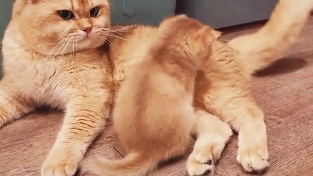 Mother cat is a little grumpy 😅😅