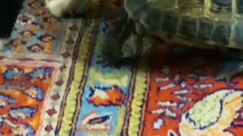 Haha #fyp #viral #foryou #cat #dogs #catsoftiktok #dogsoftiktok #animals #funny #funnyvideos #an