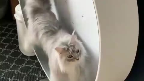 cute cat cat run on wheel